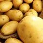 картофель со склада без болезней в Ижевске и Удмуртской республике