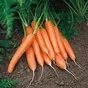 морковь столовая оптом в Ижевске и Удмуртской республике