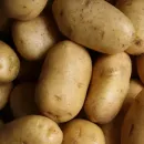 Удмуртские селекционеры создадут собственный семеноводческий центр по картофелеводству