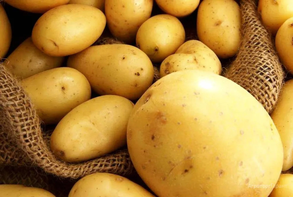 картофель со склада без болезней в Ижевске и Удмуртской республике