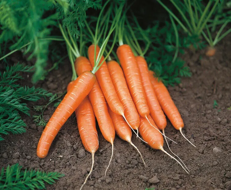 морковь столовая оптом в Ижевске и Удмуртской республике